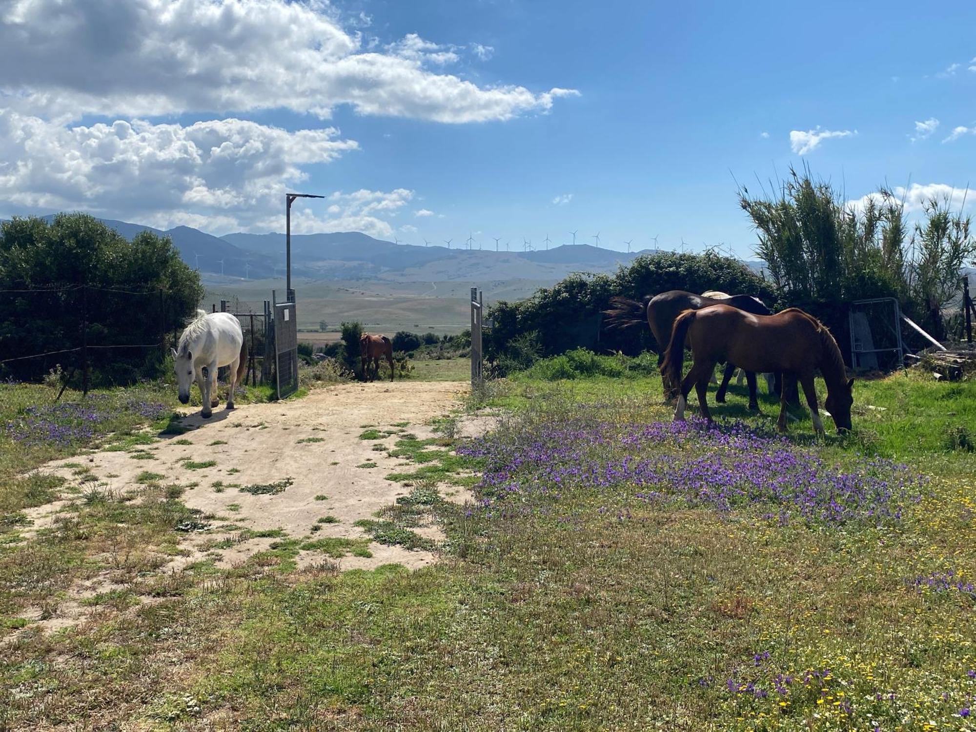 Rustic Cabin Tarifa 4 Guests 10 Minutes To Beach Exterior photo